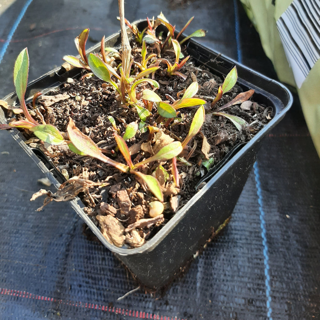 Aster novi-belgii ‘Rosaperle’