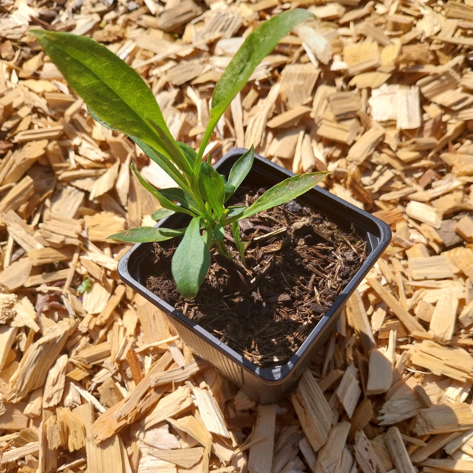 Aster novi-belgii 'Schneeberg' Glattblatt-Aster