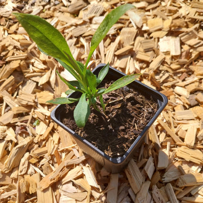 Aster novi-belgii 'Schneeberg' Glattblatt-Aster