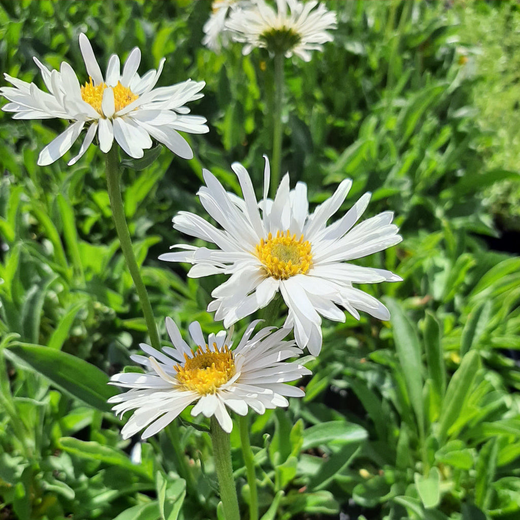 Aster alpinus 'Albus' Niedrige Aster in Blüte