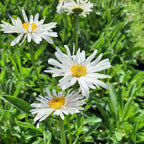 Aster alpinus 'Albus' Niedrige Aster in Blüte