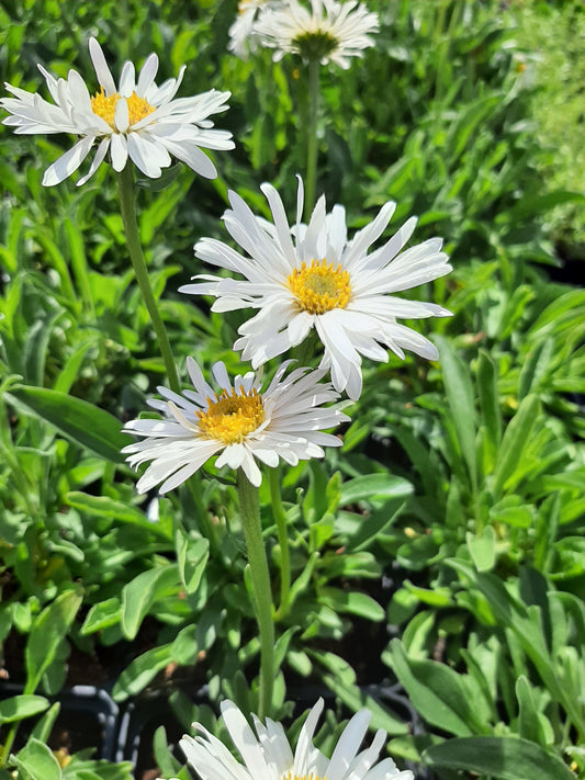 Aster alpinus 'Albus' Niedrige Aster in Blüte