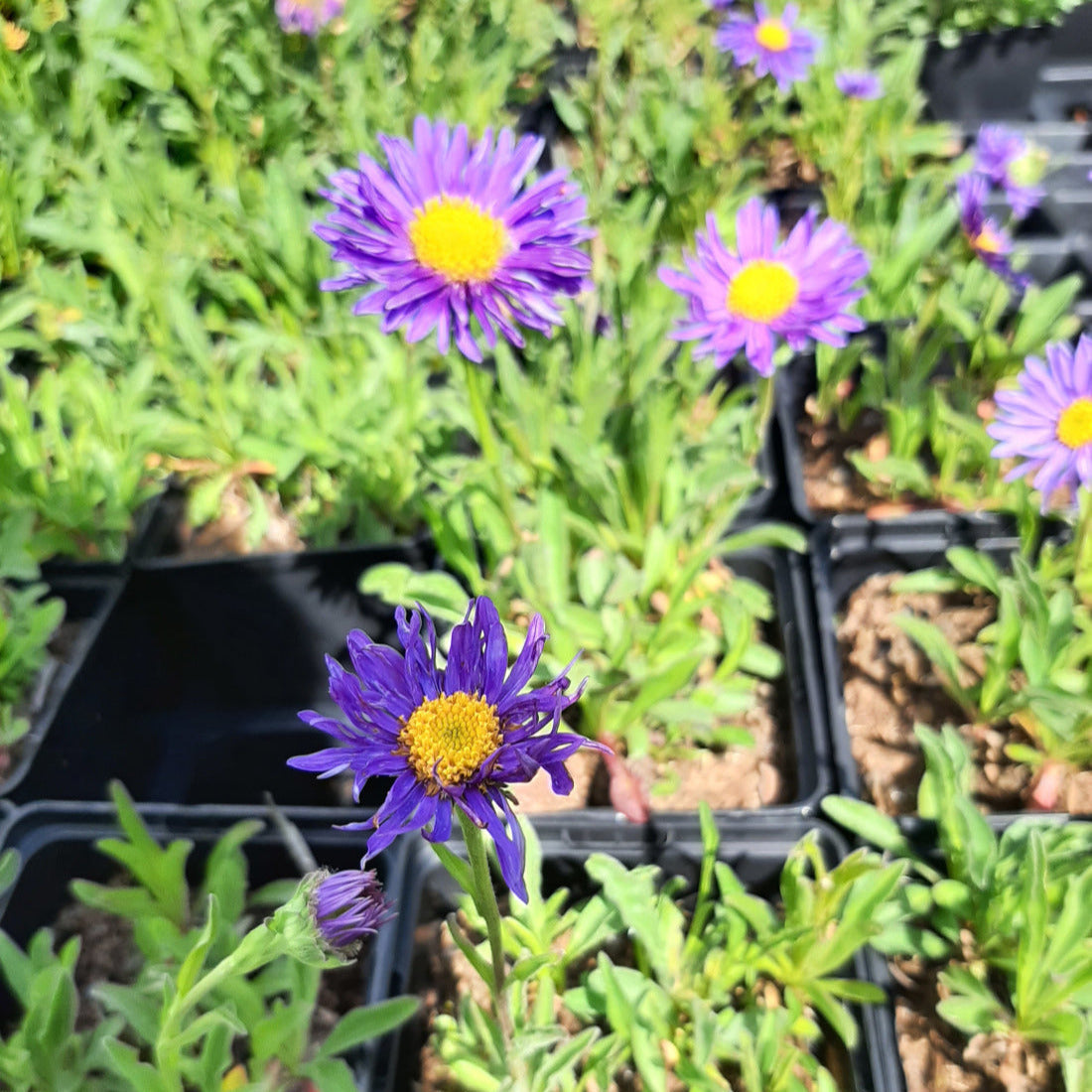 Aster alpinus 'Dunkle Schöne' Niedrige Aster mit Blüte