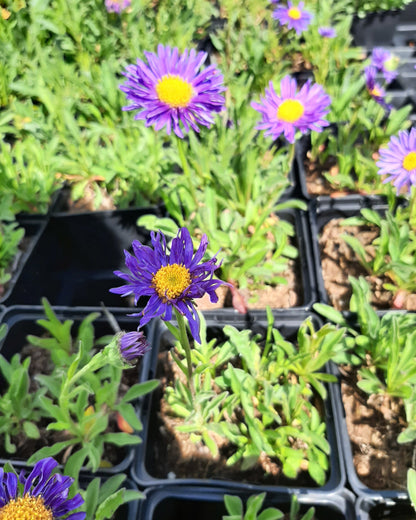 Aster alpinus 'Dunkle Schöne' Niedrige Aster mit Blüte