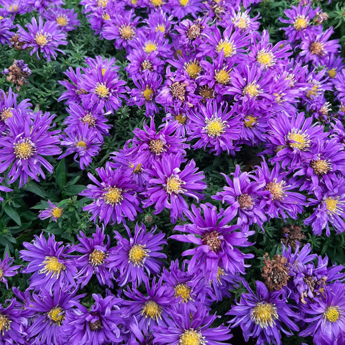 Kissen-Aster