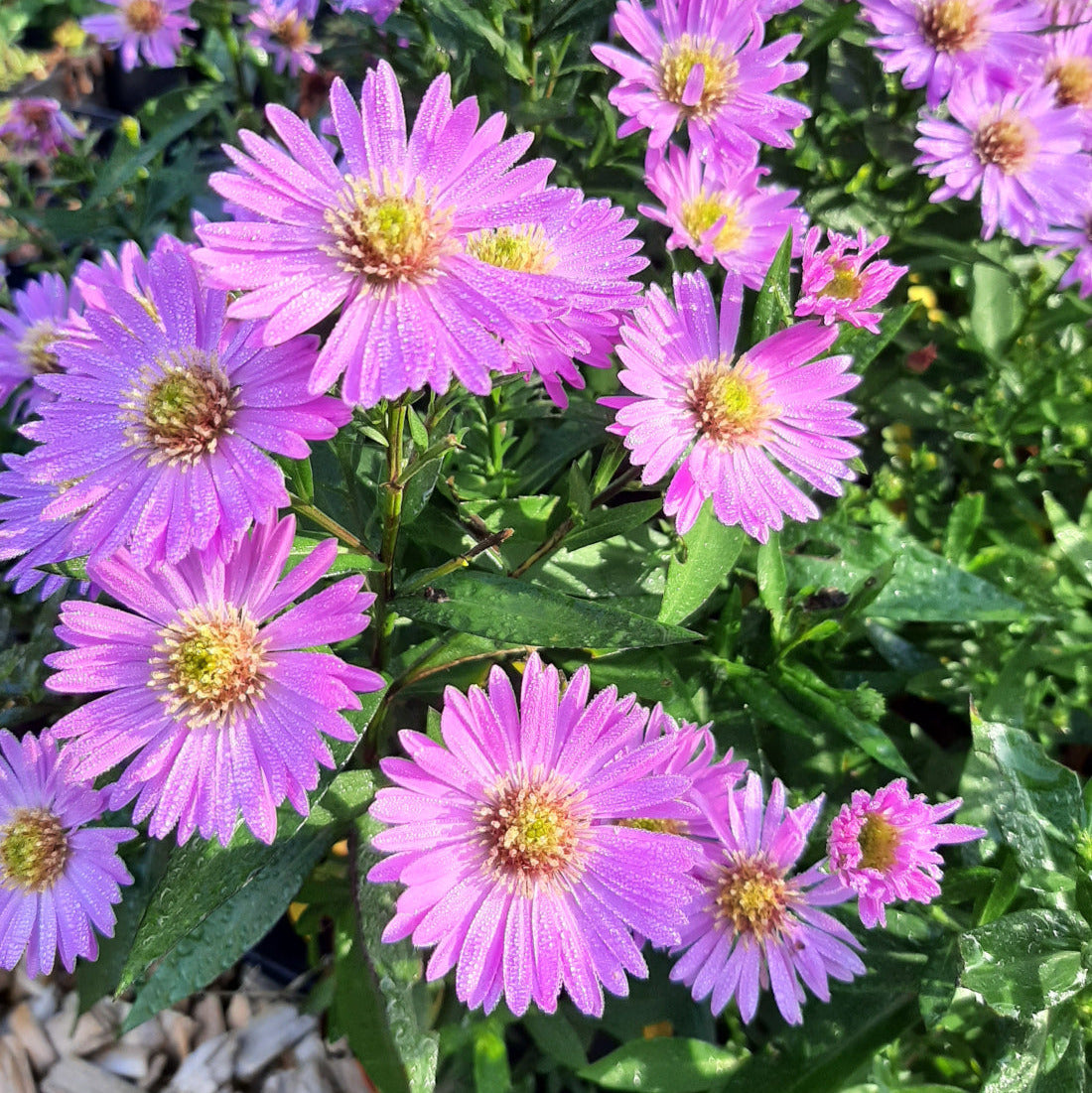 Aster dumosus 'Herbstgruß vom Bresserhof'