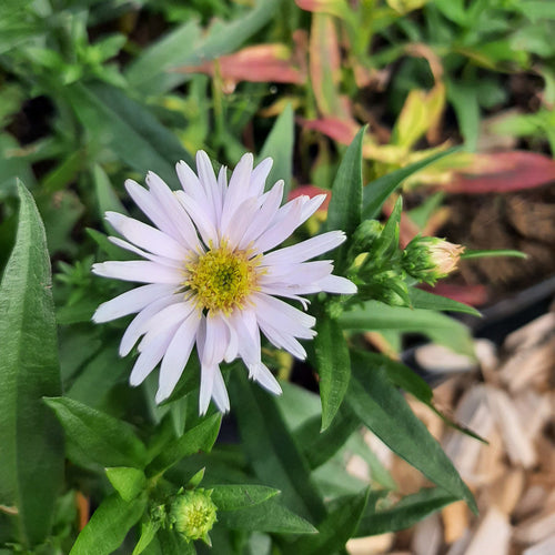 Aster dumosus 'Kristina'
