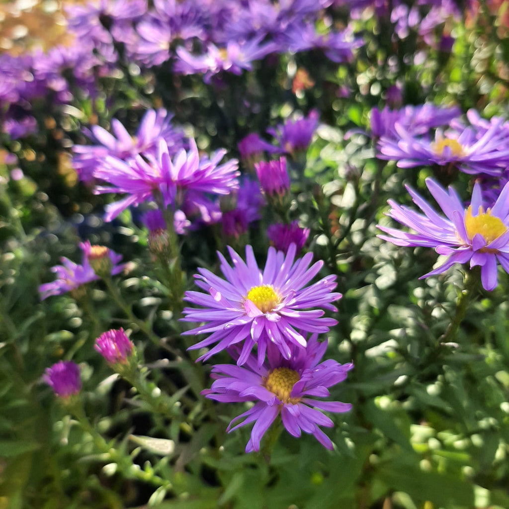 Aster dumosus 'Prof Anton Kippenberg'