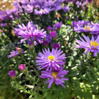 Aster dumosus 'Prof Anton Kippenberg'