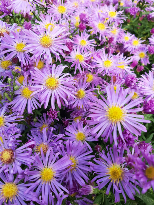 Aster novi-belgii 'Blütenmeer' Glattblatt-Aster