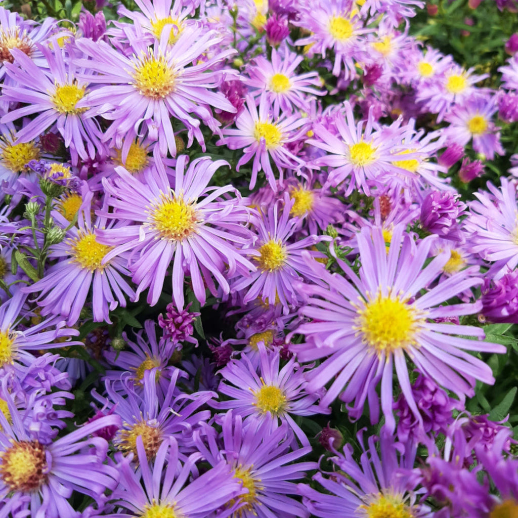 Aster novi-belgii ‘Blütenmeer’