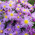 Aster novi-belgii ‘Blütenmeer’