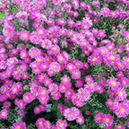 Aster novi-belgii ‘Rosaperle’