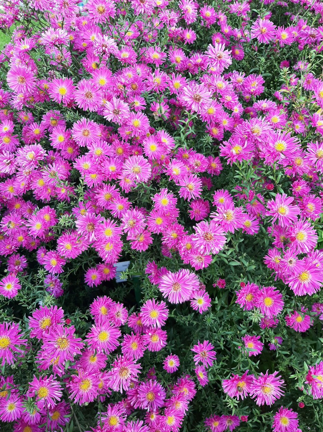 Aster novi-belgii 'Rosaperle' Glattblatt-Aster