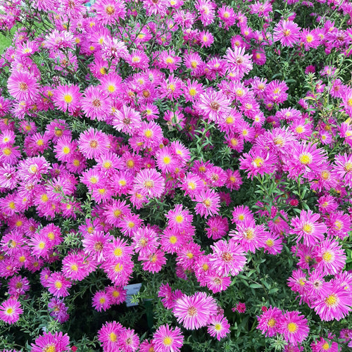 Aster novi-belgii ‘Rosaperle’