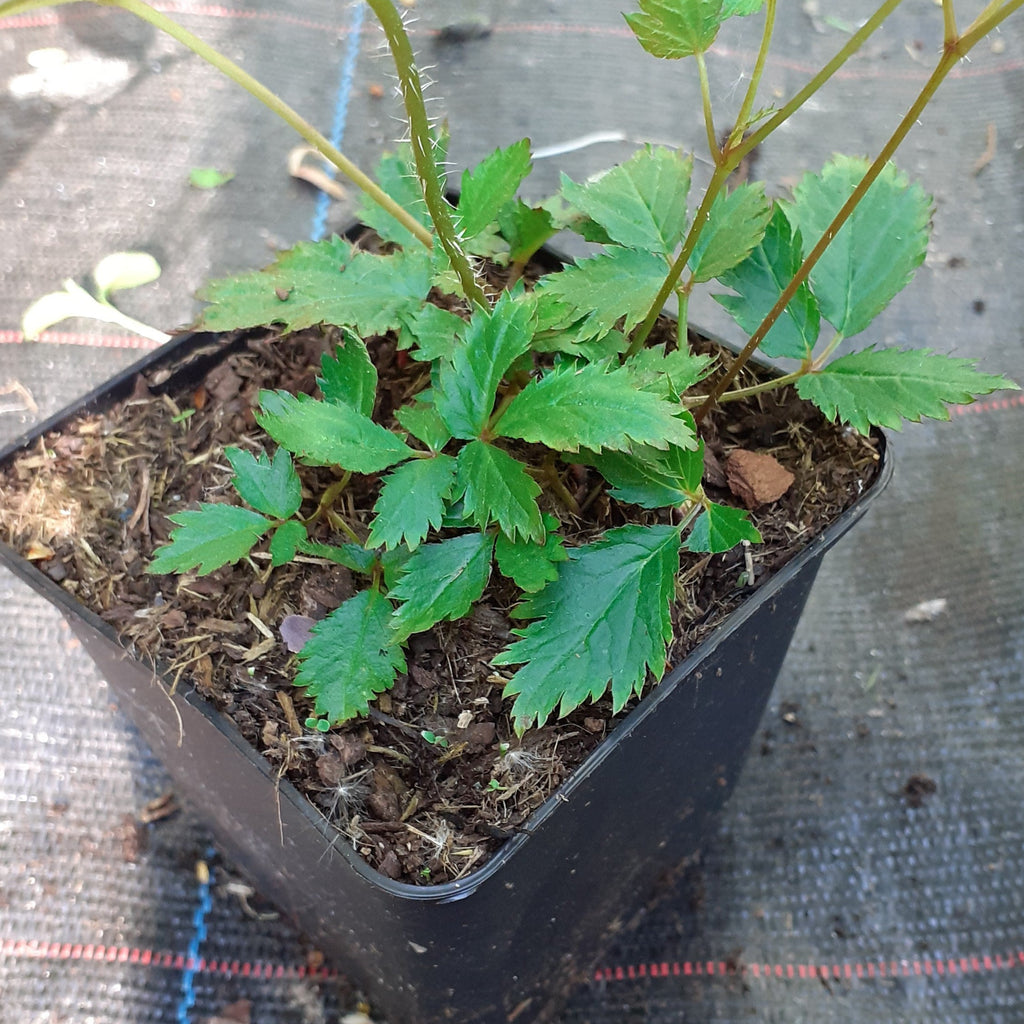 Astilbe chinensis ‘Veronica Klose’