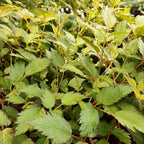 Astilbe chinensis ‘Veronica Klose’