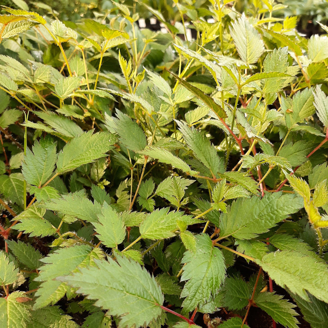 Astilbe chinensis ‘Veronica Klose’