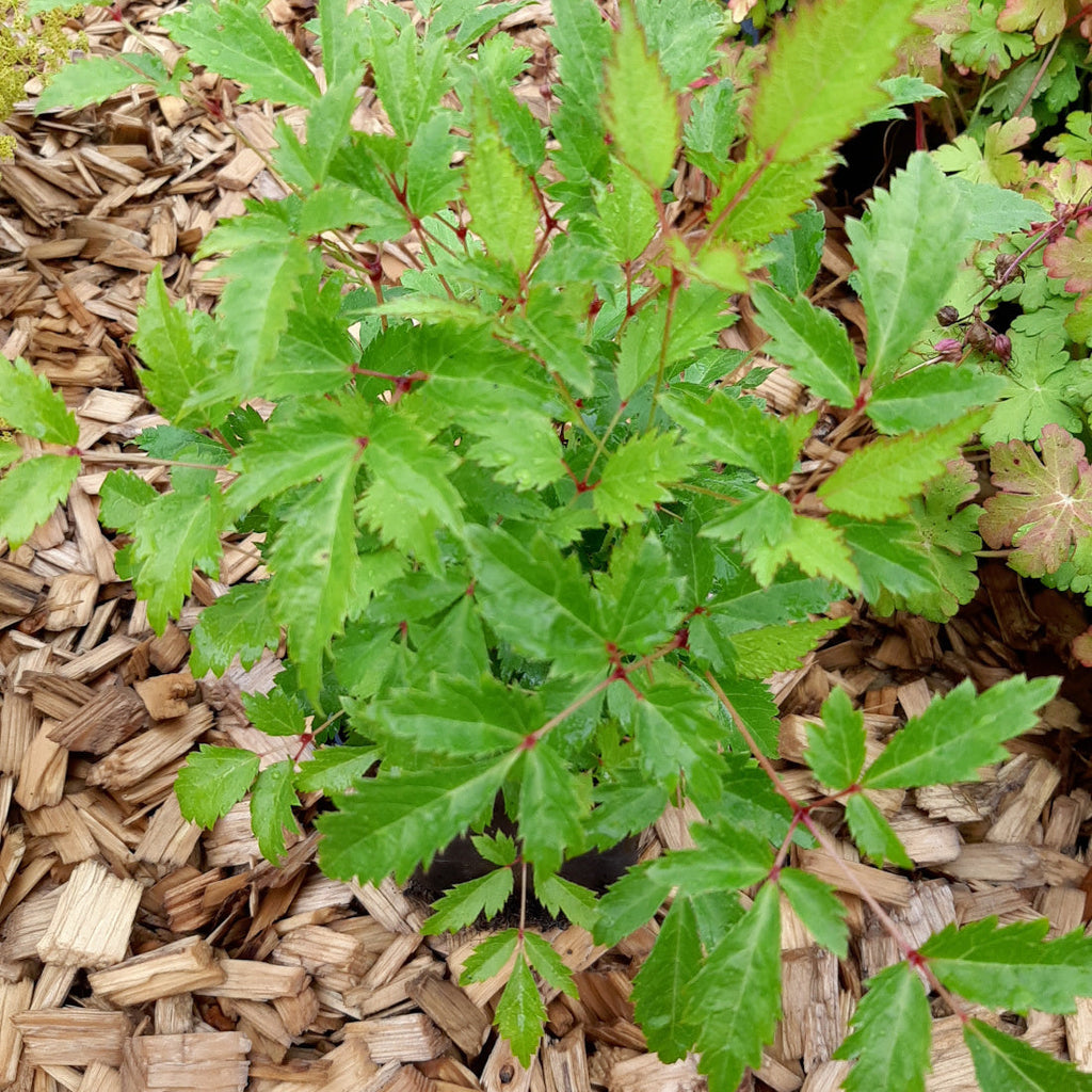 Astilbe × arendsii ‘Brautschleier’