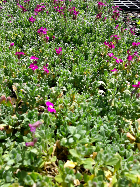 Aubrieta x cultorum 'Red Carpet' Blaukissen