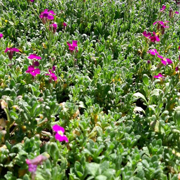 Aubrieta x cultorum 'Red Carpet' Blaukissen