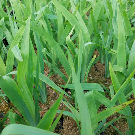 Belamcanda chinensis Leopardenblume