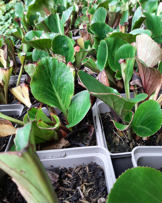 Bergenia cordifolia