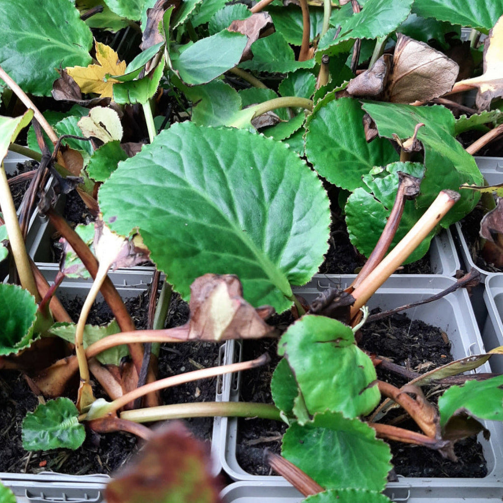 Bergenia cordifolia 'Schneekönigin' Bergenie, Riesensteinbrech 