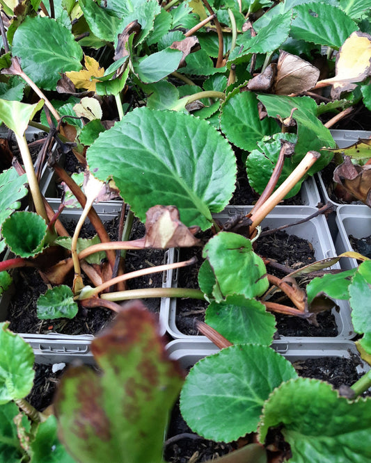 Bergenia cordifolia 'Schneekönigin' Bergenie, Riesensteinbrech 