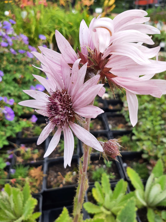 Berkheya purpurea Distelblättrige Purpuraster