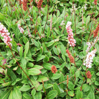 Bistorta affinis 'Darjeeling Red'