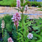 Bistorta officinalis ‘Superba’ blüte