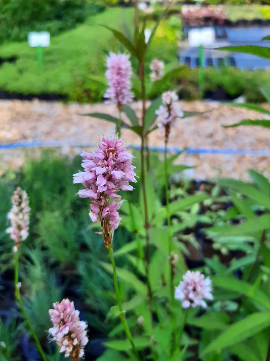 Bistorta officinalis 'Superba' Scheckenknöterich