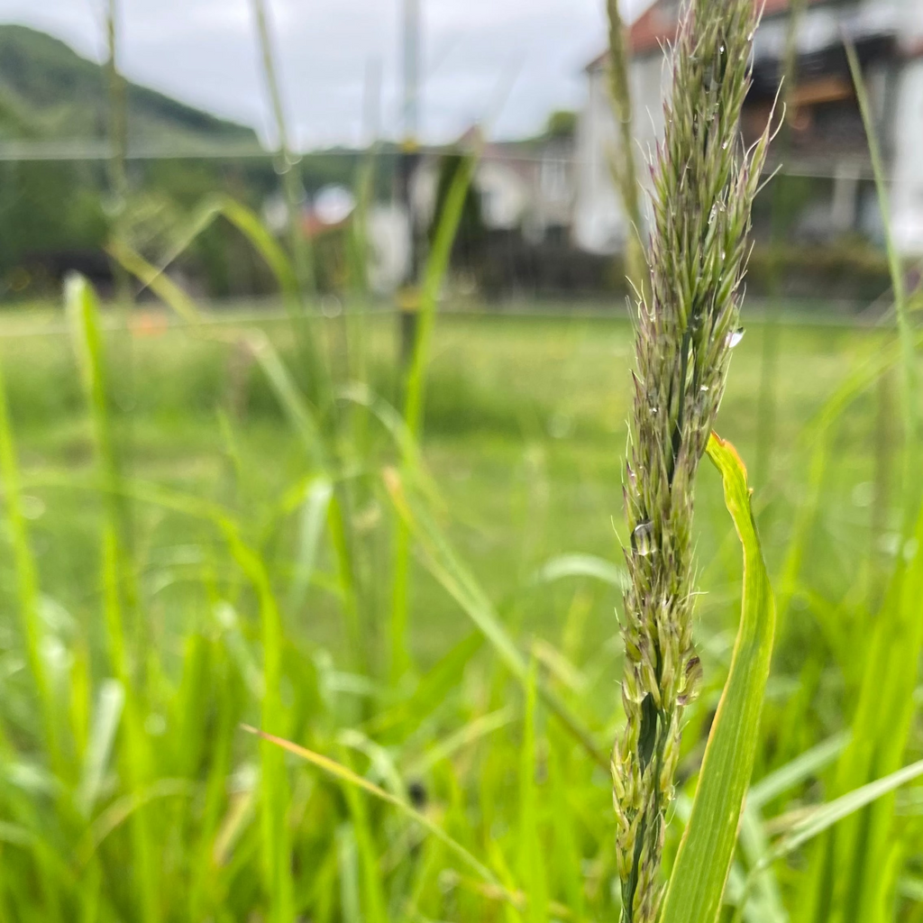 Calamagrostis × acutiflora ‘Waldenbuch’