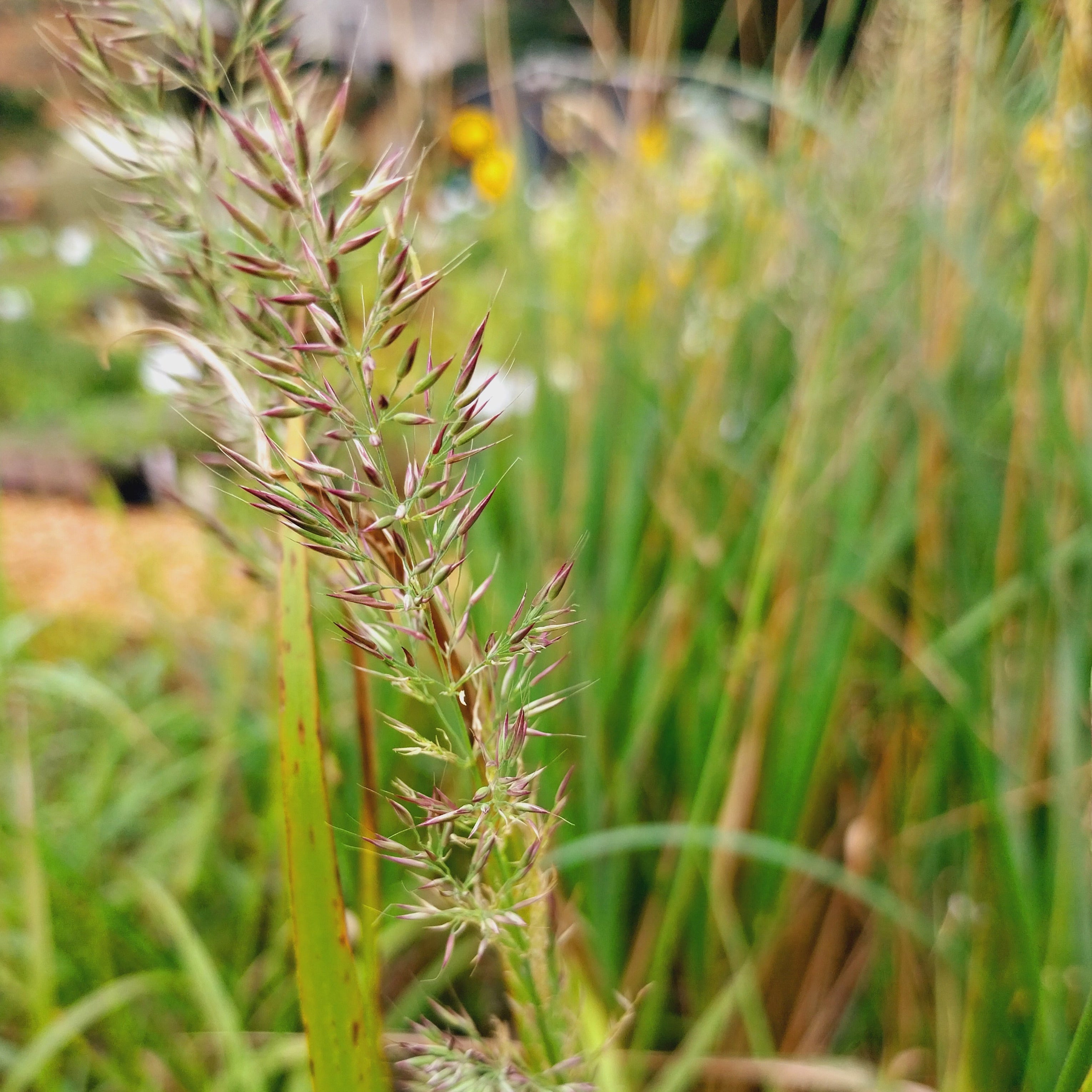 Calamagrostis brachytricha-Diamant-Reitgras