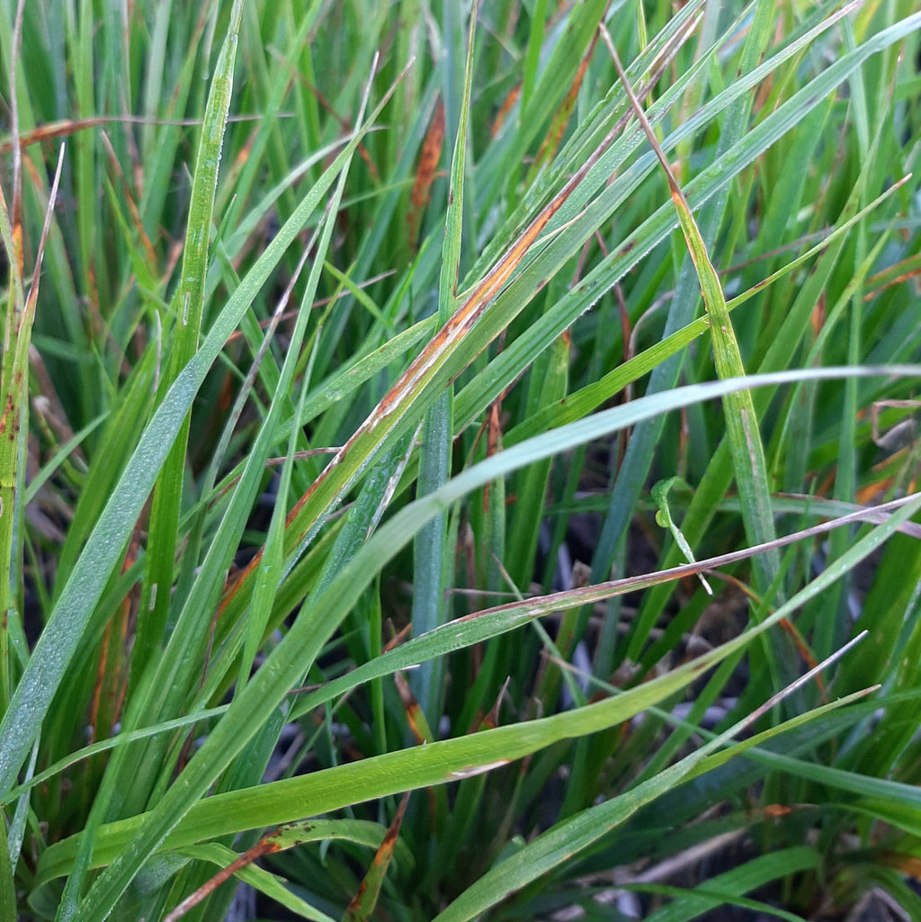 Calamagrostis × acutiflora ‘Waldenbuch’