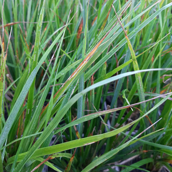 Calamagrostis × acutiflora ‘Waldenbuch’