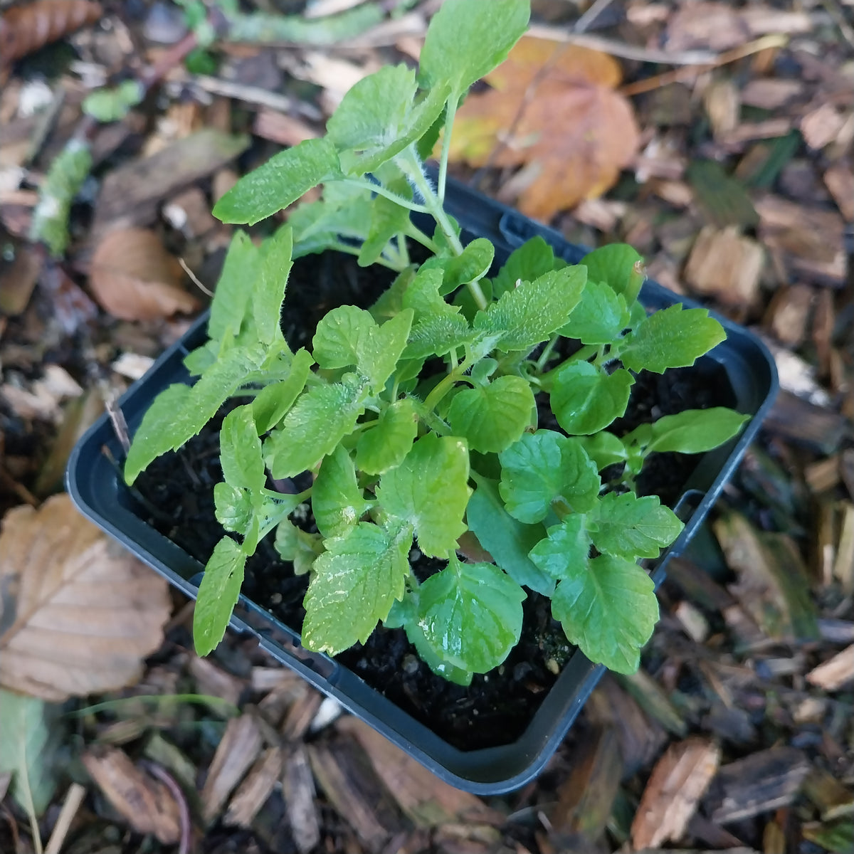 Calamintha grandiflora Großblütige Bergminze