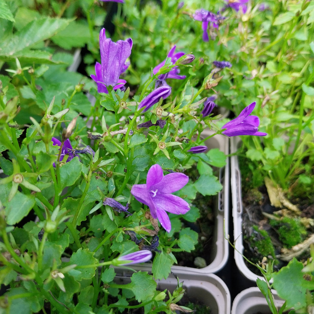 Campanula poscharskyana