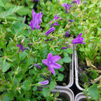 Campanula poscharskyana