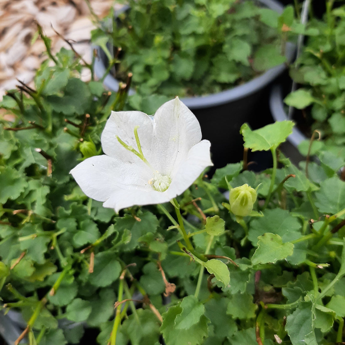 Campanula carpatica ‘Pearl White’
