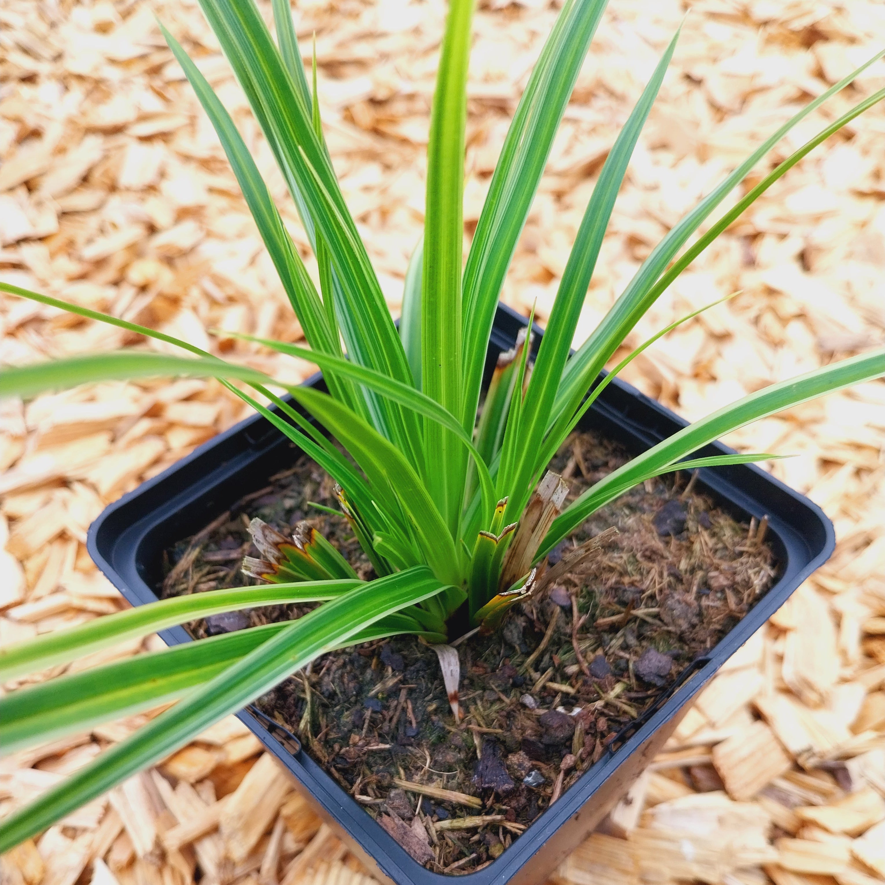 Carex morrowii ‘Variegata’ im Topf