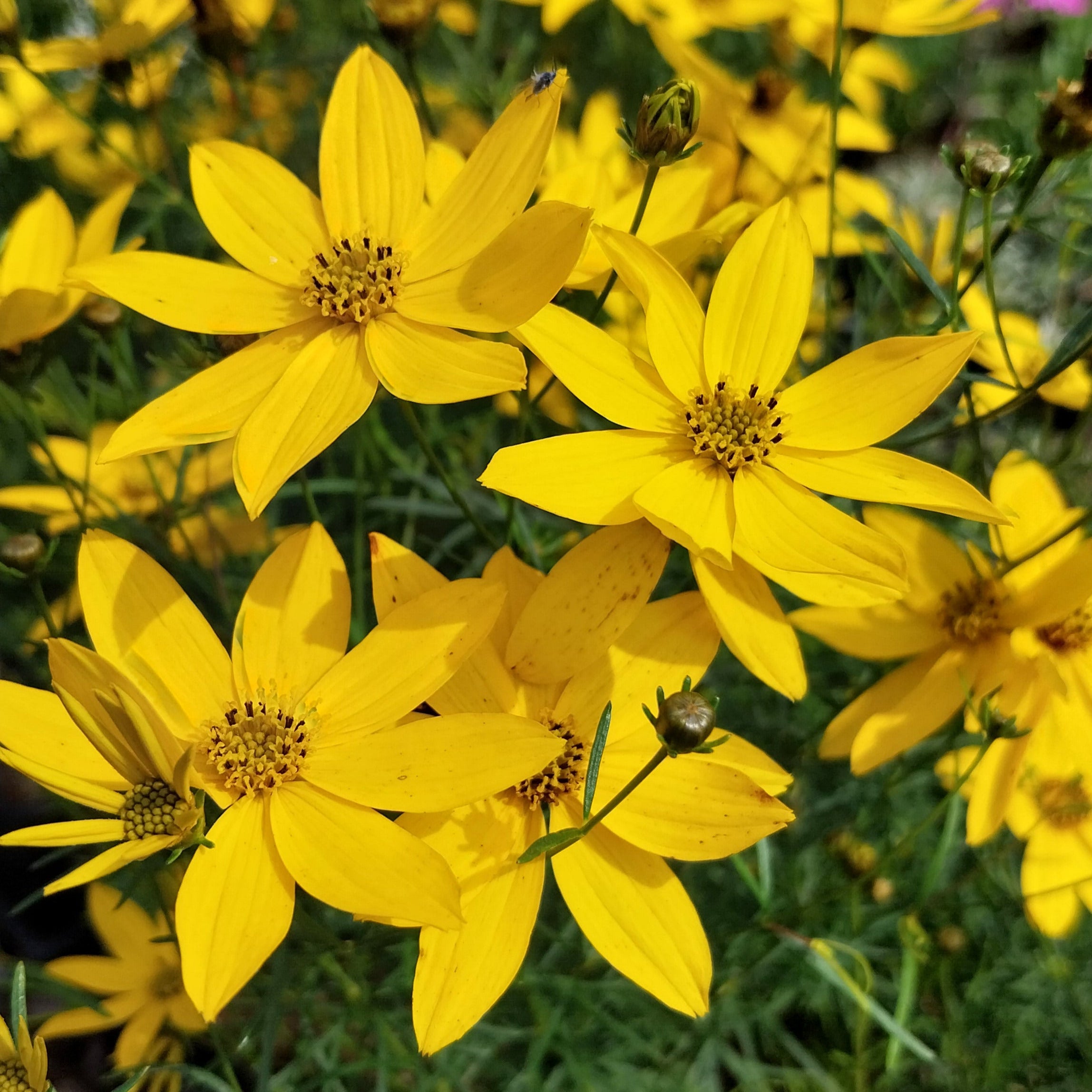 Coreopsis verticillata 'Zagreb' Quirlblättriges Mädchenauge