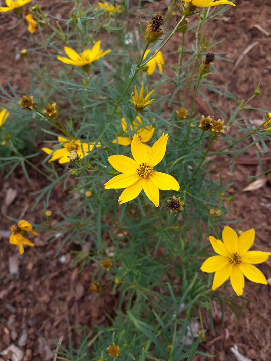 Coreopsis verticillata 'Zagreb' Quirlblättriges Mädchenauge