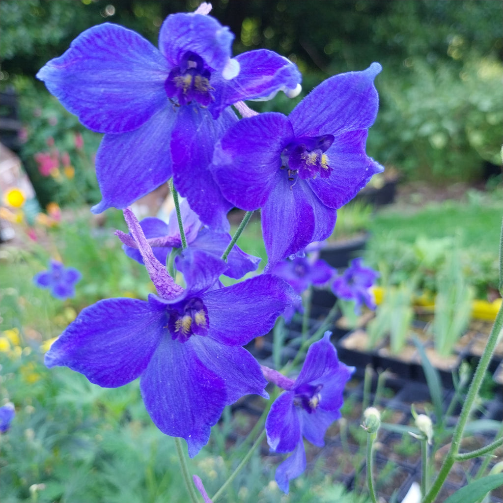 Delphinium × belladonna ‘Völkerfrieden’ Blüte