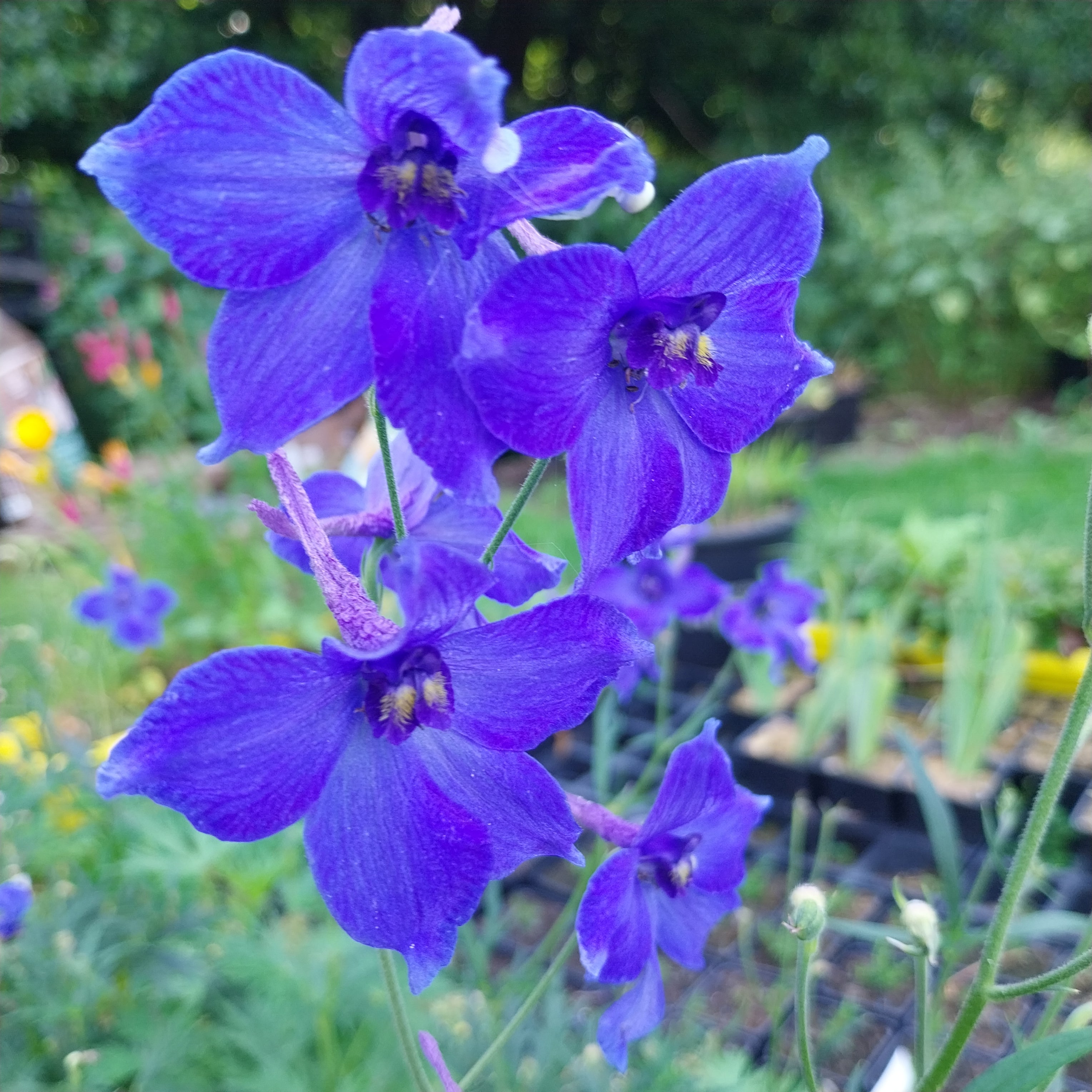 Delphinium × belladonna ‘Völkerfrieden’ Blüte