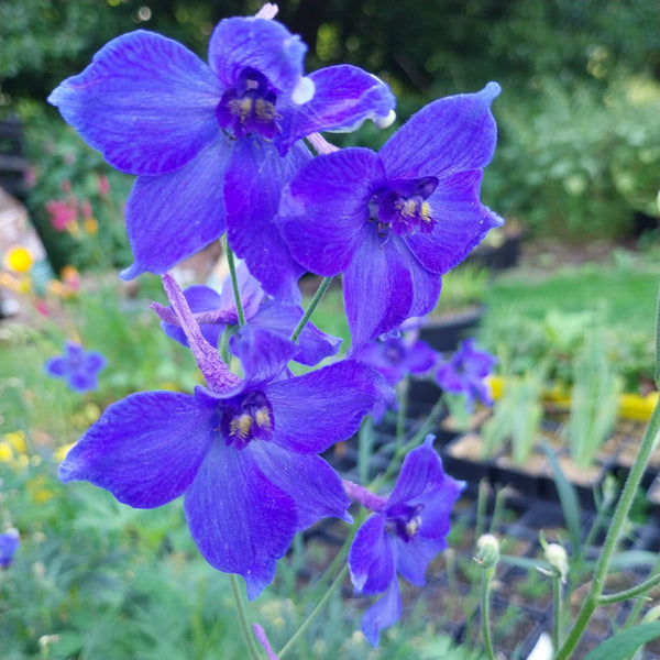 Delphinium × belladonna ‘Völkerfrieden’ Blüte
