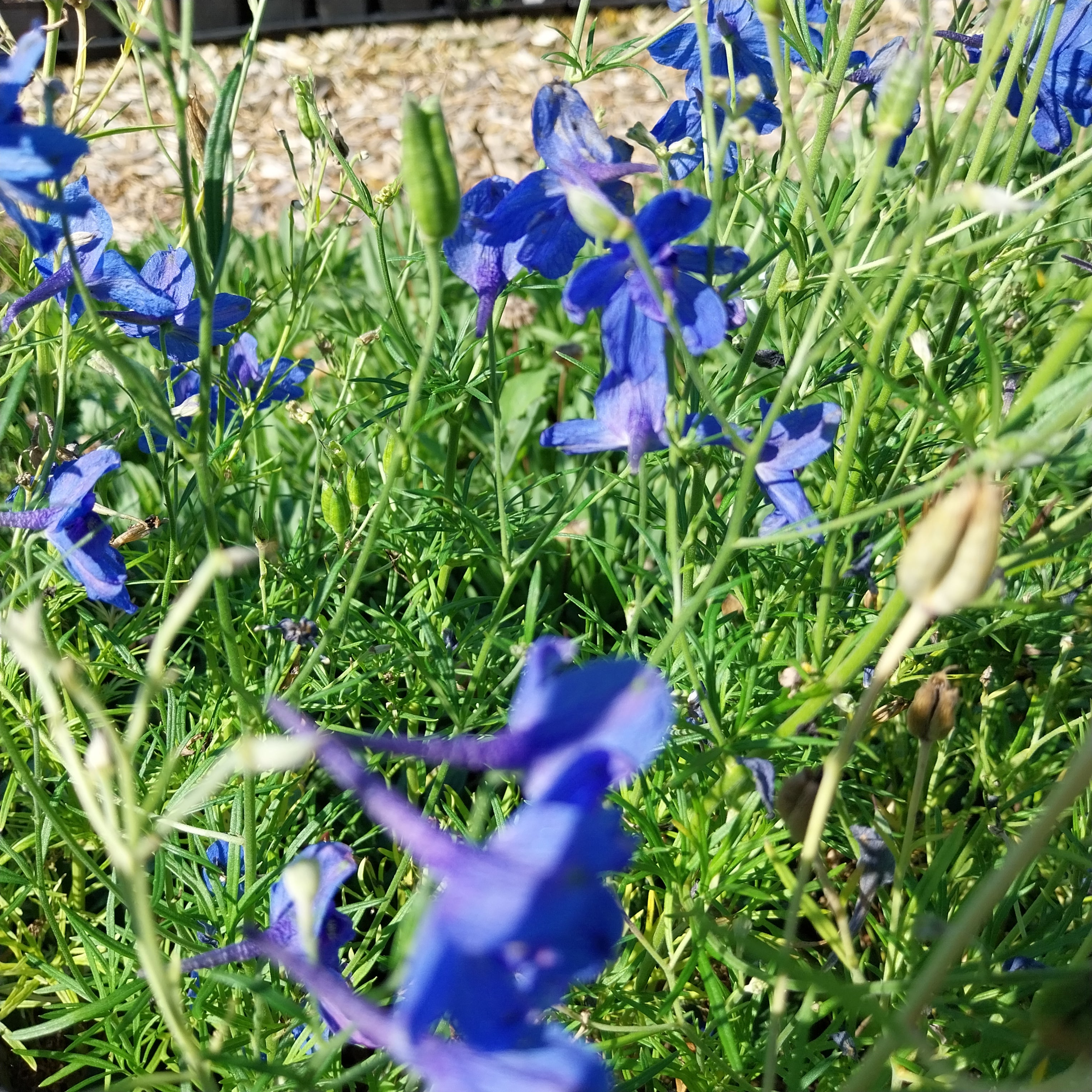 Delphinium grandiflorum ‘Blauer Zwerg’