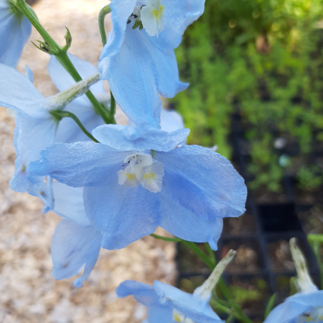 Delphinium × belladonna ‘Ballkleid’