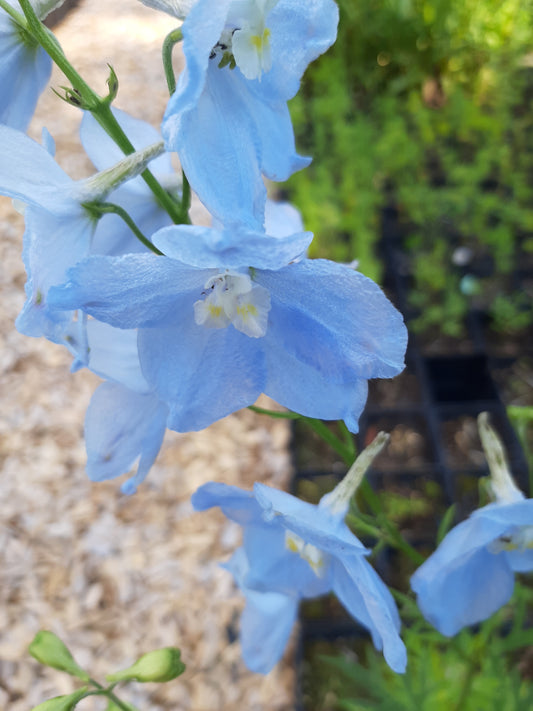 Delphinium belladonna 'Ballkleid' Verzweigter Rittersporn